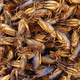 Illustration for article titled Seriously, why arent we eating bugs?